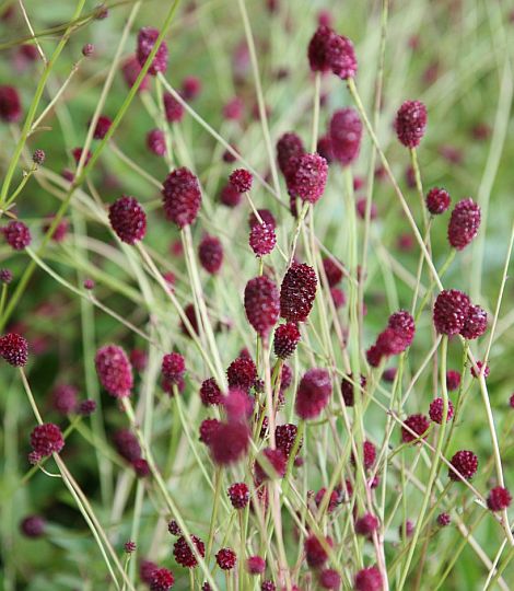 Sanguisorba officinalis 'Tanna'